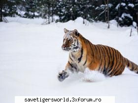 ***Tigri***