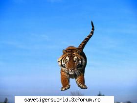 ***Tigri***
