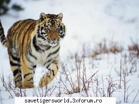 ***Tigri***